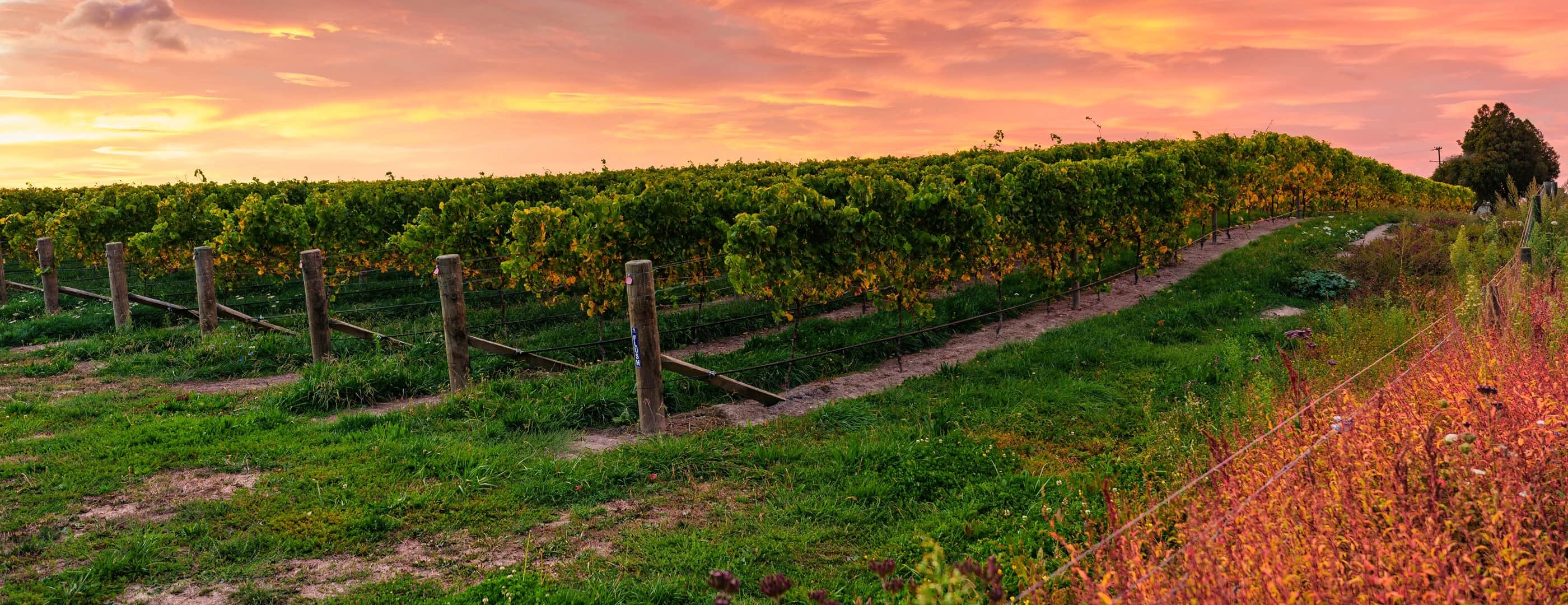 Vineyards in the Barossa Valley, South Australia